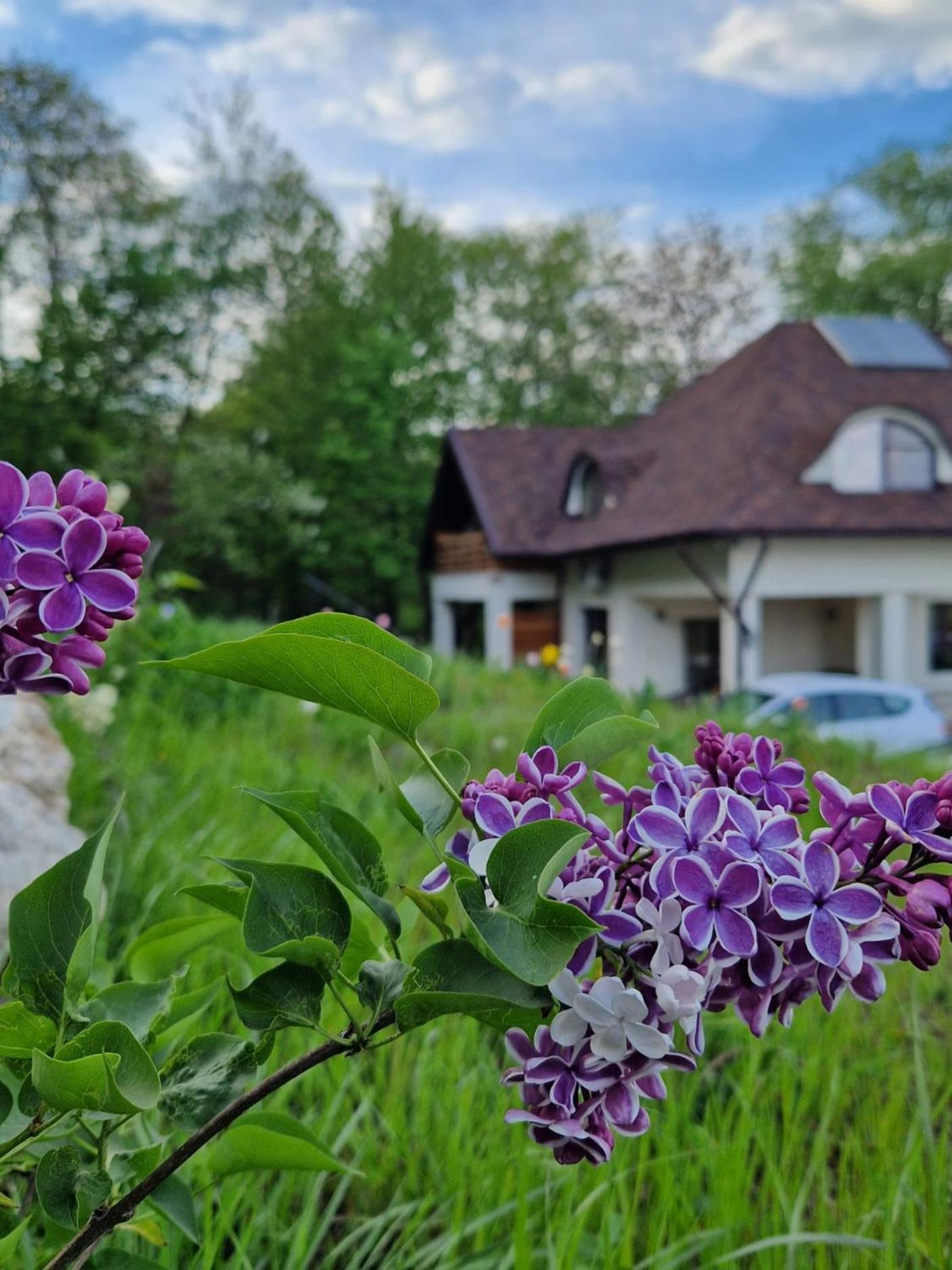 Provence Suceava Hotel Ngoại thất bức ảnh