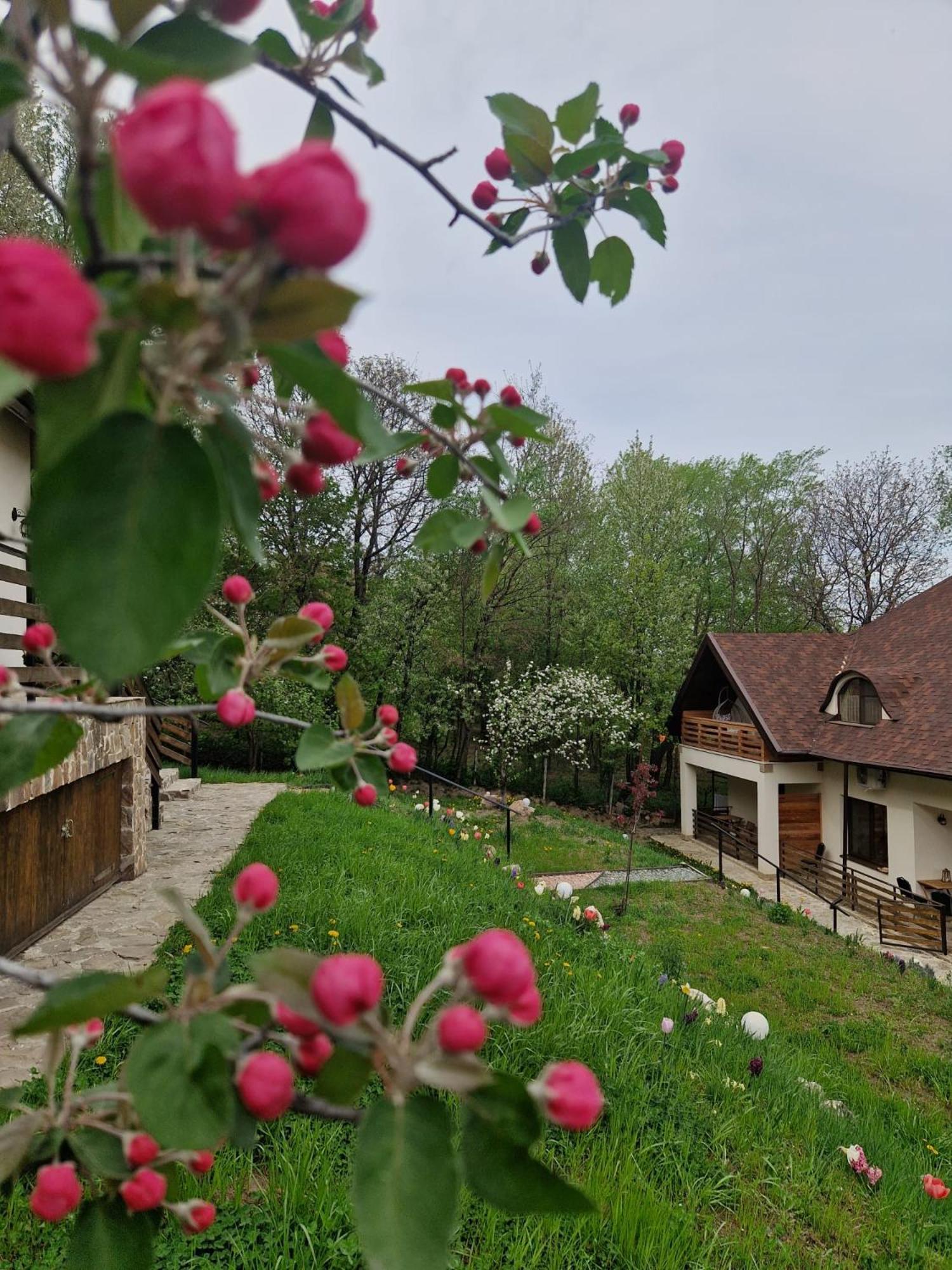Provence Suceava Hotel Ngoại thất bức ảnh